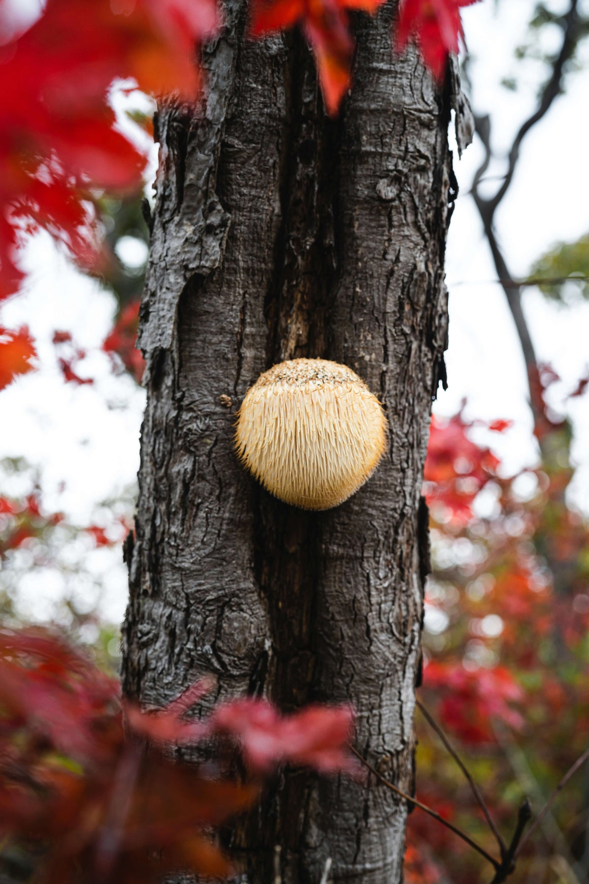 lions mane mushroom on a tree